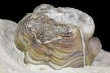 Enrolled Kainops Trilobite Filled With Quartz Crystals - Oklahoma #142087-6
